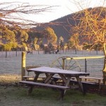 Frost Over Paddock