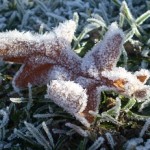 Frost Leaf