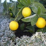 Frost Lemons