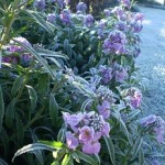 Frost Wallflower